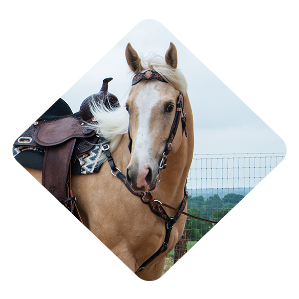 Equine