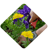 Lawn & Garden