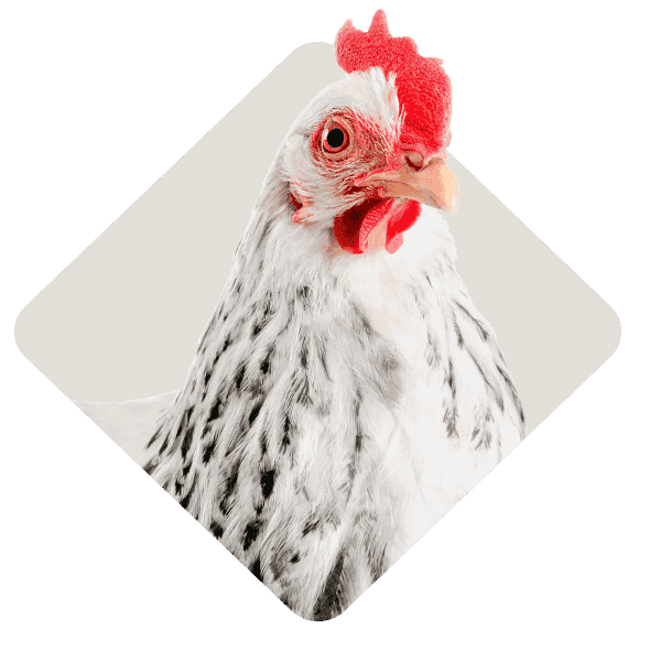 Poultry