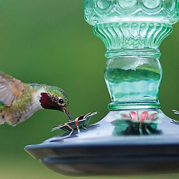 Perky-Pet Bird Feeder, Antique Bottle, 10 oz, 4-Port/Perch, Glass/Metal, Green, 10 in H
