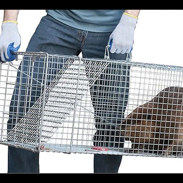 Victor Animal Trap, 15 in W, 15 in H, Spring-Loaded Door