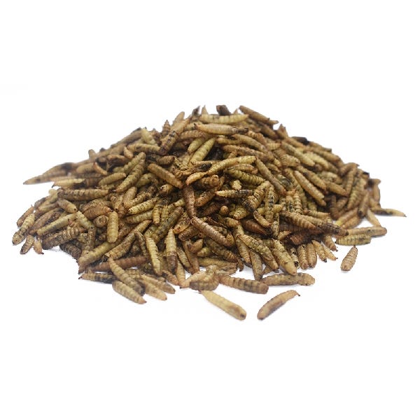 Pecking Order Boonworms Poultry Treat 32 oz Bag