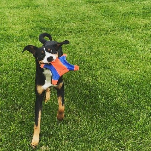Chuckit! Dog Toy, S, Blue/Orange