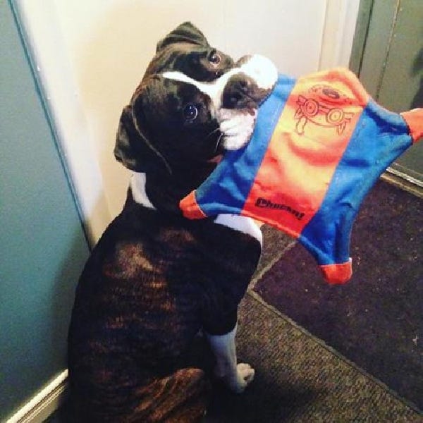 Chuckit! Dog Toy, S, Blue/Orange
