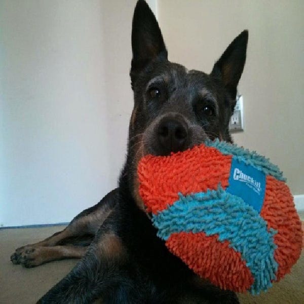 Chuckit! Dog Toy, M, Chenille, Blue/Orange