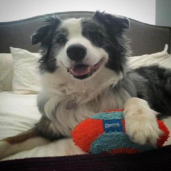 Chuckit! Dog Toy, M, Chenille, Blue/Orange
