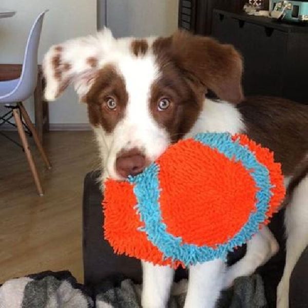 Chuckit! Dog Toy, M, Chenille, Blue/Orange