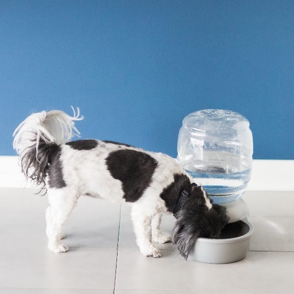 Petmate Replendish 24478 Gravity Waterer with Microban, M, 2.5 gal Volume, PET, Pearl White
