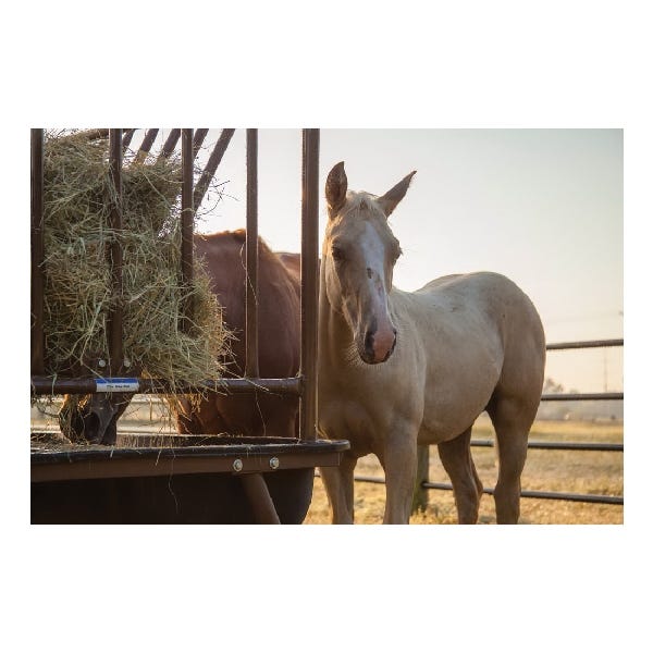 Priefert Pasture Horse Feeder