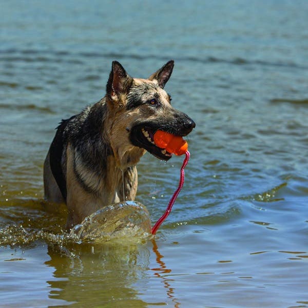 Kong Dog Toy, L, Retrieve, Aqua, Foam, Orange