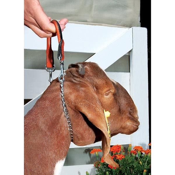 Weaver Leather Chain Goat Collar with Leather Handle, 5/8 in W Collar, 24 in L Collar