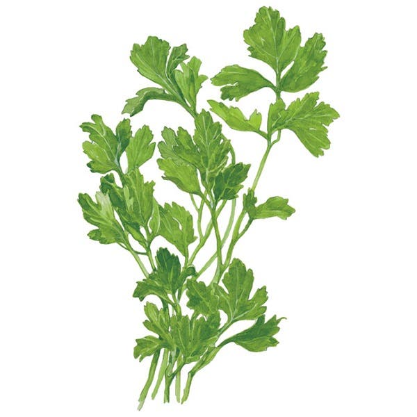 Botanical Interests Flat Leaf Parsley Seed, Parsley, Petroselinum Crispum