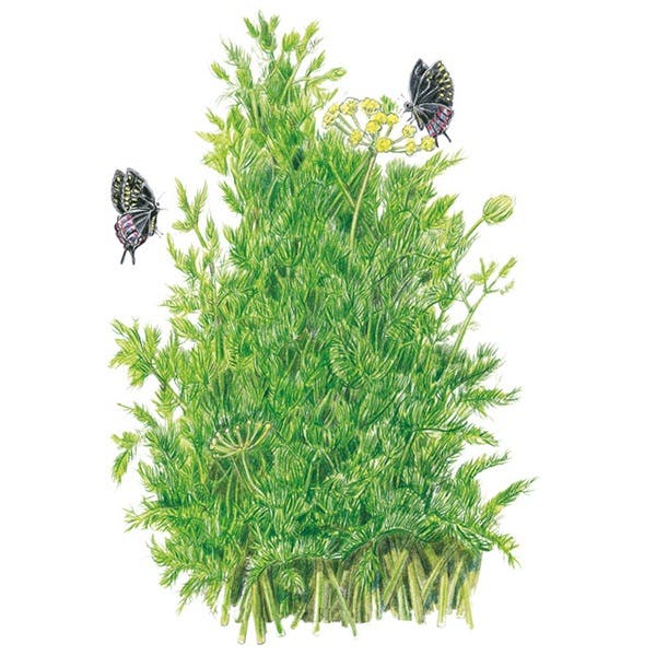 Botanical Interests Tetra Dill Seed, Dill, Anethum Graveolens