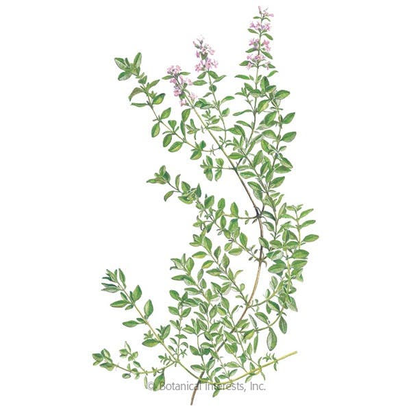 Botanical Interests English Thyme Seed, Thyme, Thymus Vulgaris