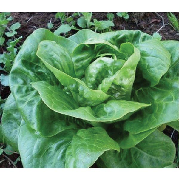 Botanical Interests Little Gem Romaine Lettuce Seed, Lettuce, Lactuca Sativa