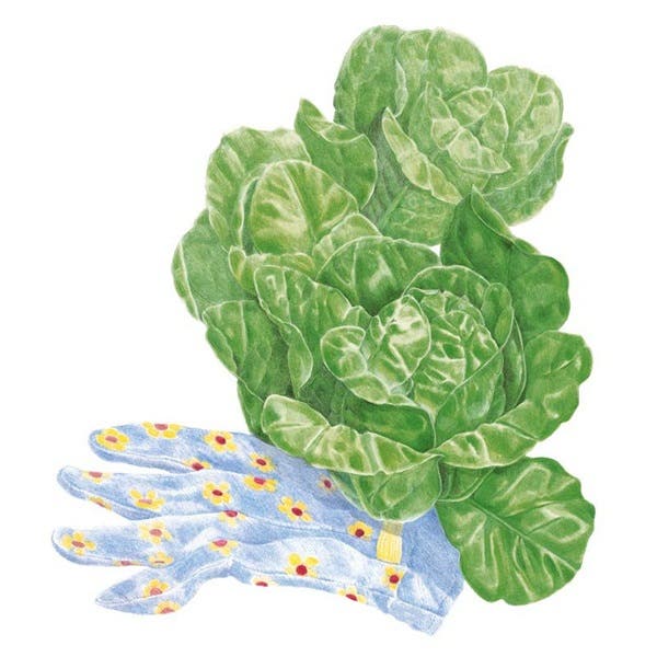 Botanical Interests Little Gem Romaine Lettuce Seed, Lettuce, Lactuca Sativa