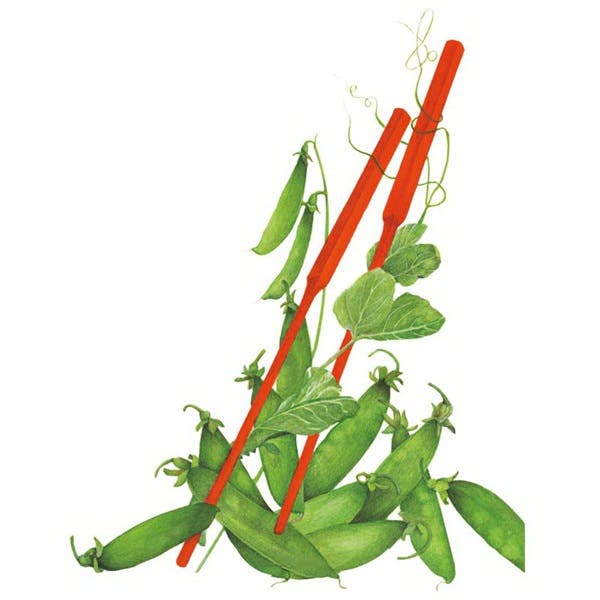 Botanical Interests Oregon Sugar Pod II Snow Pea Seed, Pea, Pisum Sativum