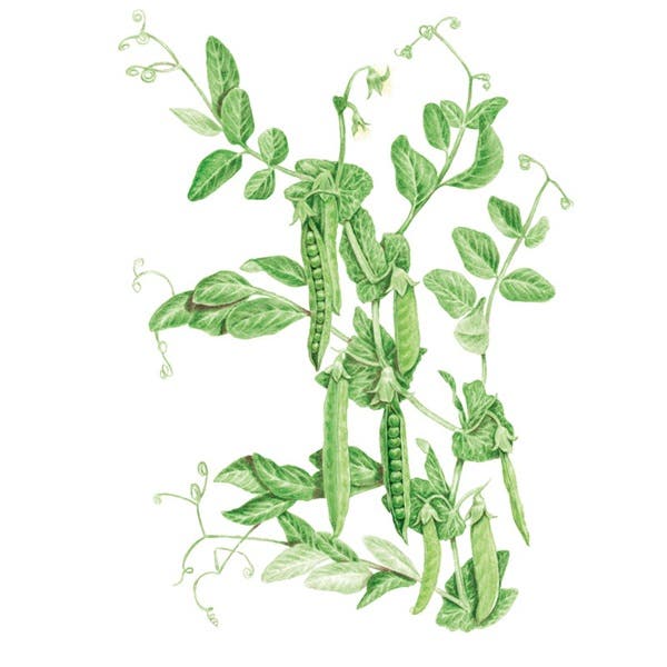 Botanical Interests Green Arrow Shelling Pea Seed, Pea, Pisum Sativum