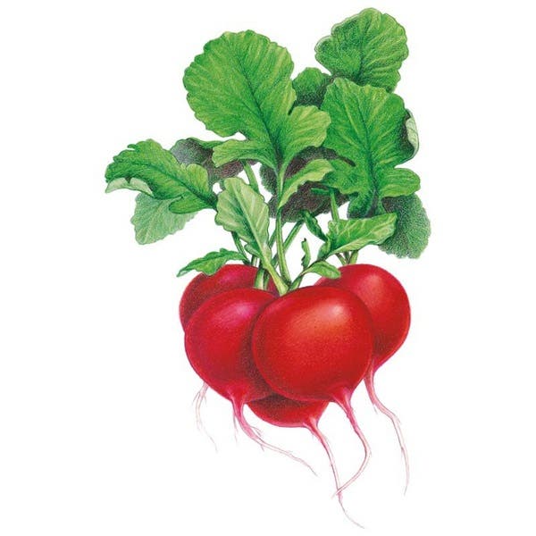 Botanical Interests Crimson Giant Radish Seed, Radish, Phanus Sativus