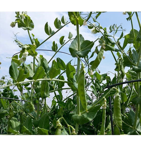 Botanical Interests Wando Shelling Pea Seed, Pea, Pisum Sativum