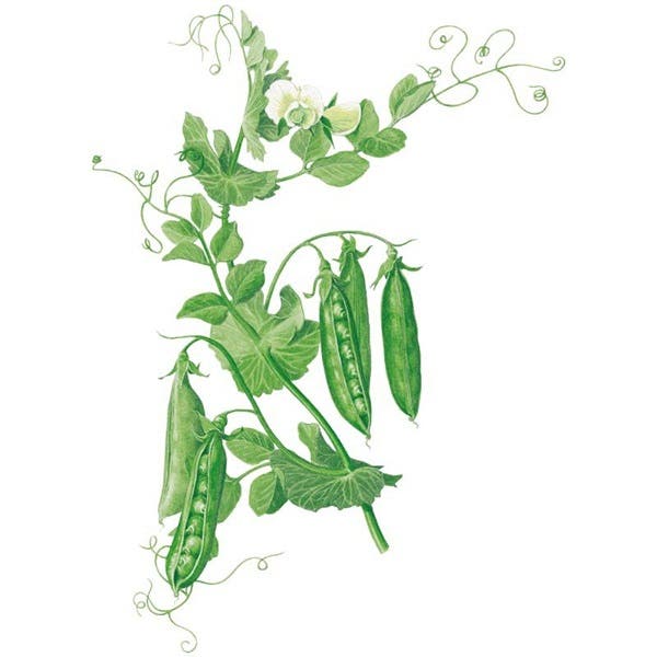 Botanical Interests Wando Shelling Pea Seed, Pea, Pisum Sativum