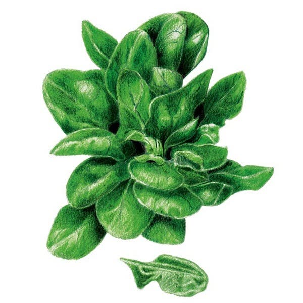 Botanical Interests Matador Spinach Seed, Spinach, Spinacia Oleracea