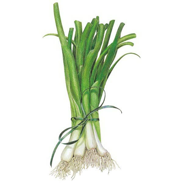 Botanical Interests White Lisbon Bunching Scallion Onion Seed, Onion, Allium Cepa