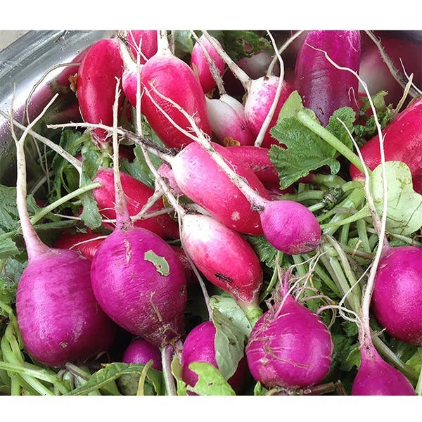 Botanical Interests Easter Egg Blend Radish Seed, Radish, Raphanus Sativus