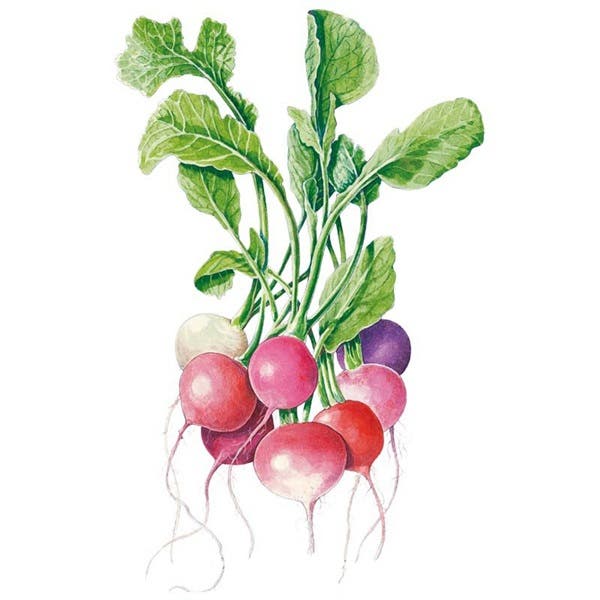 Botanical Interests Easter Egg Blend Radish Seed, Radish, Raphanus Sativus