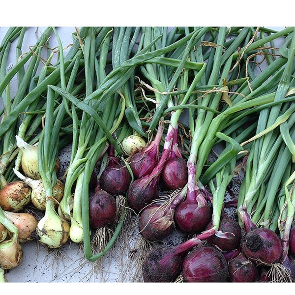 Botanical Interests Red Amposta Bulb Onion Seed, Onion, Allium Cepa