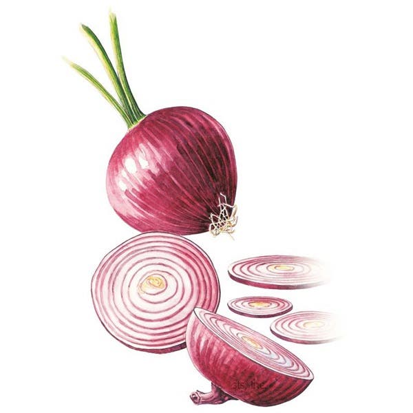 Botanical Interests Red Amposta Bulb Onion Seed, Onion, Allium Cepa
