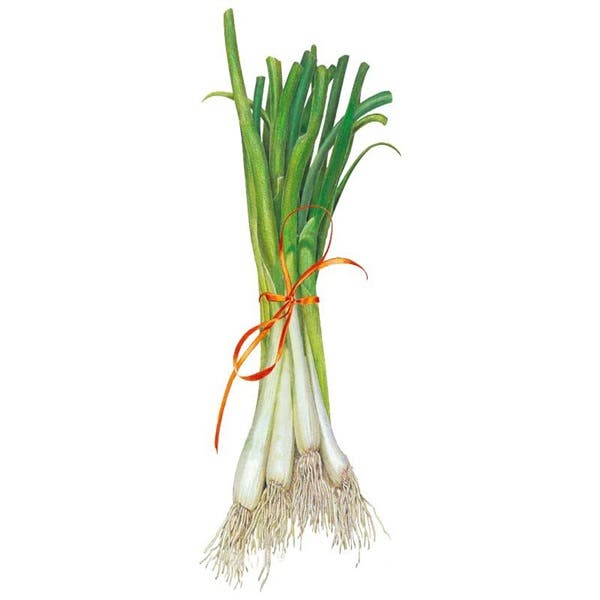 Botanical Interests Tokyo Long White Bunching Scallion Onion Seed, Onion, Allium Fistulosum
