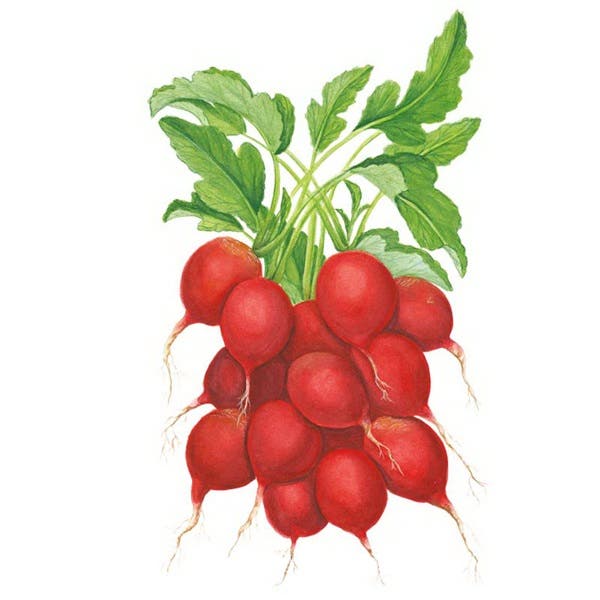 Botanical Interests Cherry Bell Radish Seed, Radish, Raphanus Sativus