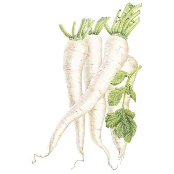 Botanical Interests Miyashige White Daikon Radish Seed, Radish, Raphanus Sativus