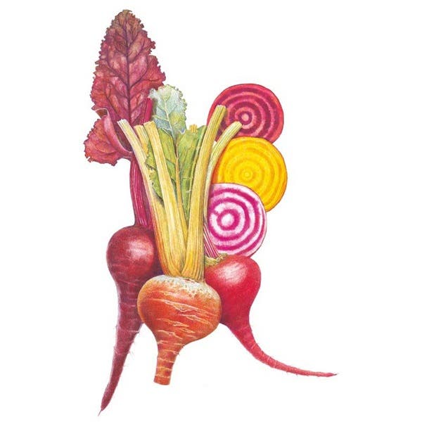 Botanical Interests Gourmet Blend Beet Seed, Beet, Beta Vulgaris