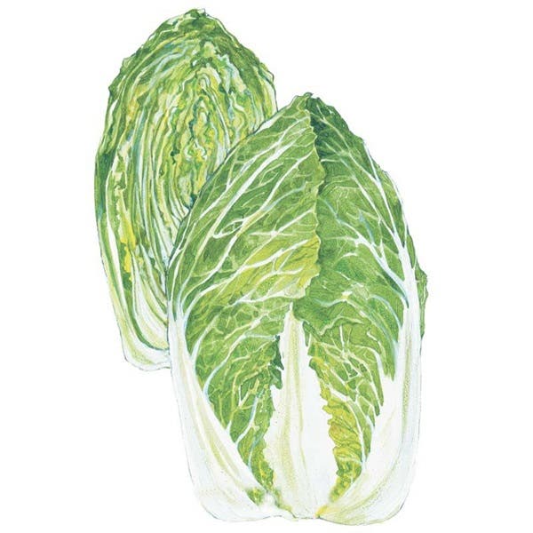 Botanical Interests One Kilo Slow Bolt Napa Cabbage Seed, Cabbage, Brassica Rapa Var Pekinensis