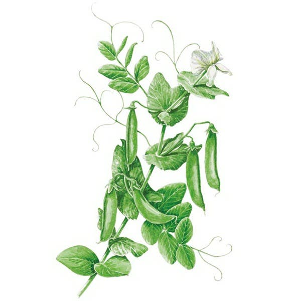 Botanical Interests Sugar Snap Pea Seed, Pea, Pisum Sativum