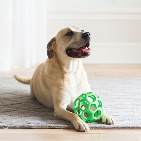 JW Hol-ee Roller Dog Toy, M, Ball, Rubber, Assorted