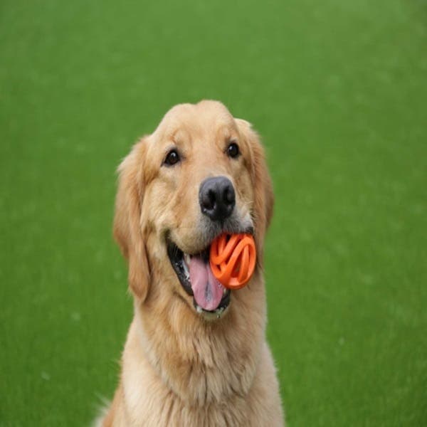 Chuckit! Breathe Right Dog Toy, L, Rubber, Orange