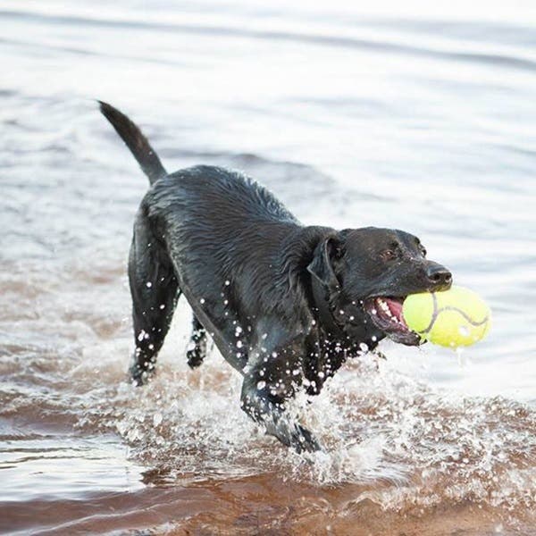 Kong AirDog Dog Toy, L, Squeaker, Yellow