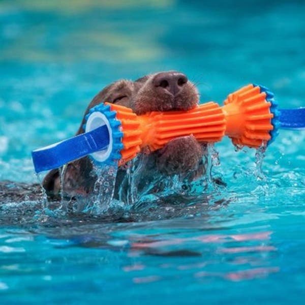 Chuckit! Dog Toy, M, Polypropylene, Blue/Orange