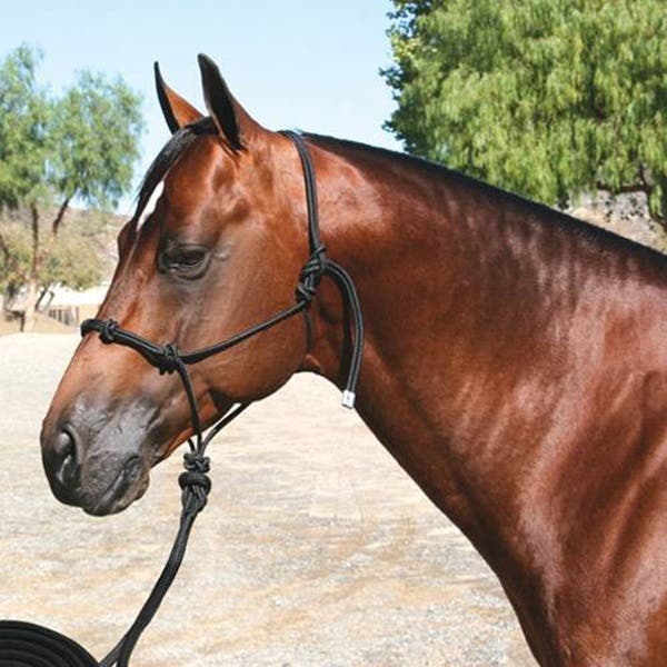 Professional's Choice Clinician Halter, Black