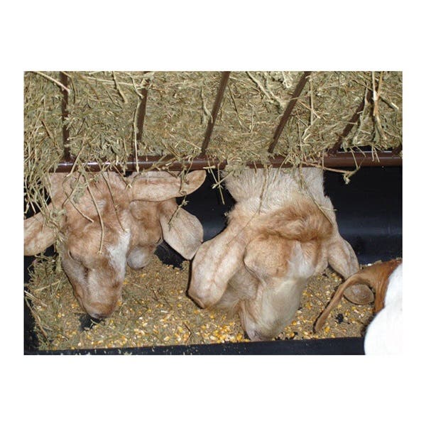 Priefert Goat Feeder with Hay Rack