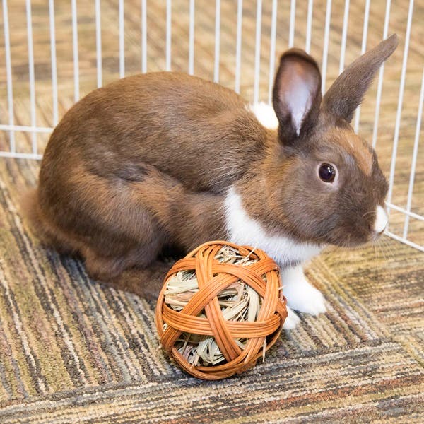 Ware Edible Treat Ball