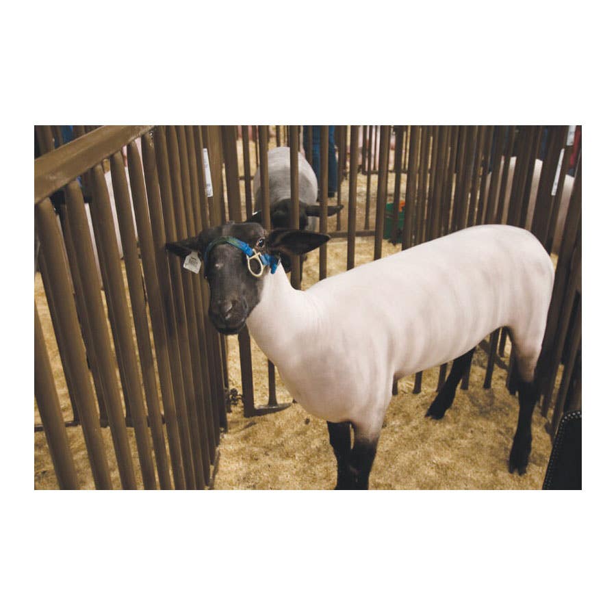 Priefert Sheep & Hog Panel – 6' Vertical Bar