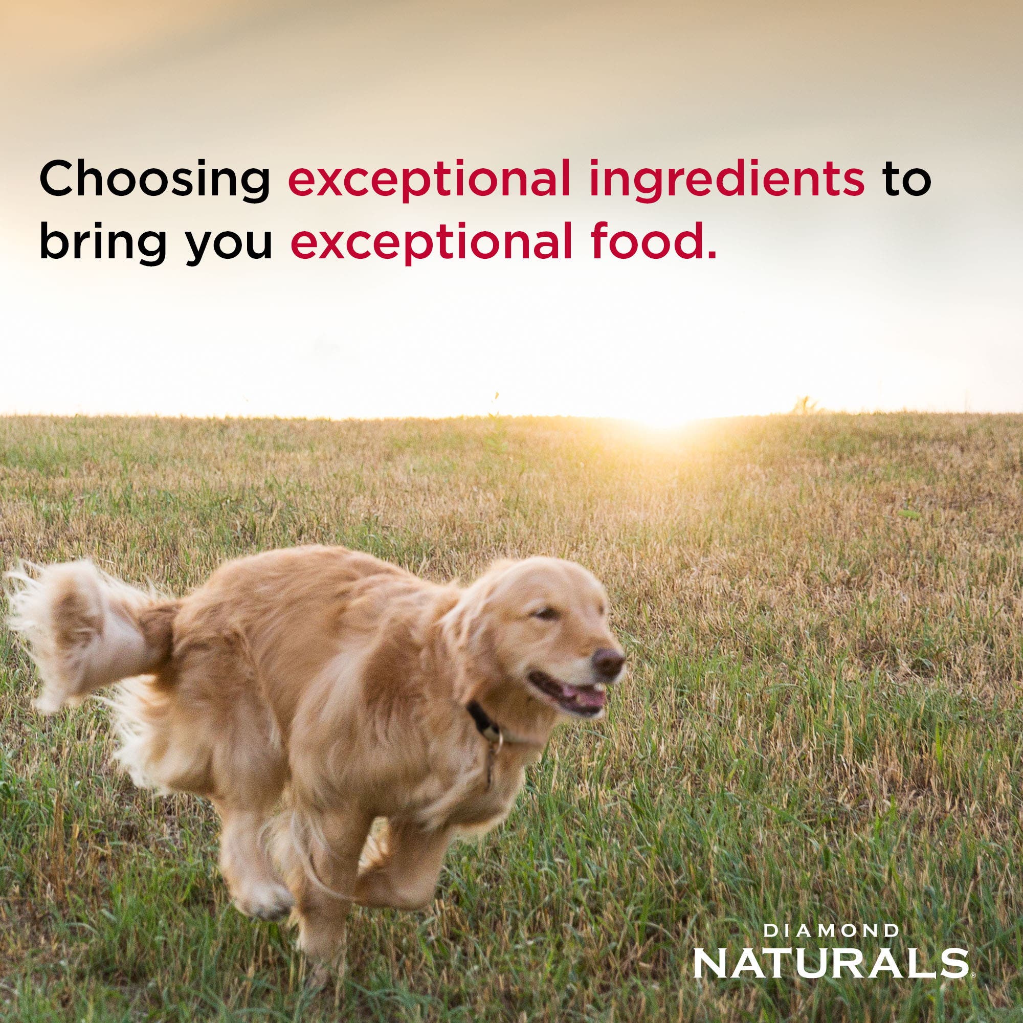 Diamond Naturals Light Adult Dog Lamb Meal & Rice Dry Food, 30 lb