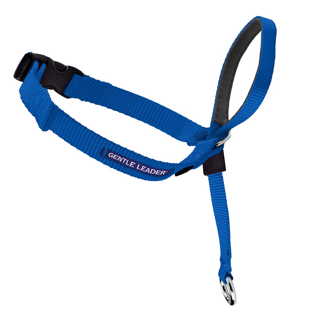 PetSafe Gentle Leader Dog Collar, 9 to 14 in Neck, Neoprene/Nylon, Royal Blue