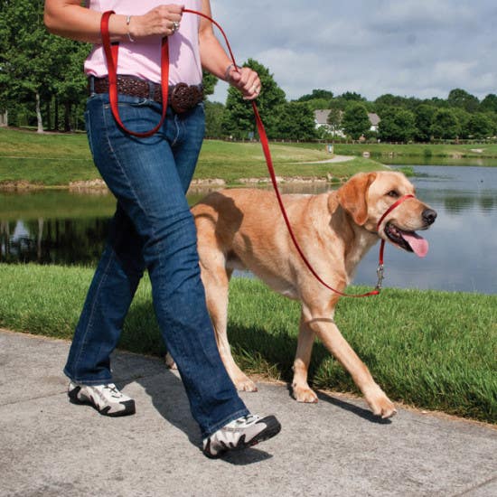 PetSafe Gentle Leader Dog Collar, 9 to 14 in Neck, Neoprene/Nylon, Black