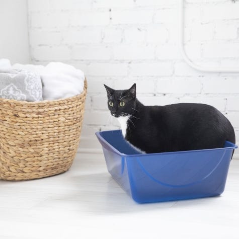 Petmate 22184 Basic Litter Pan, 16 in W, 12 in D, Plastic, Gray