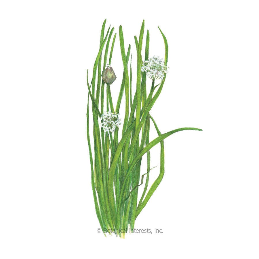 Botanical Interests Herb Seed, Garlic, Allium Tuberosum, 600 mg